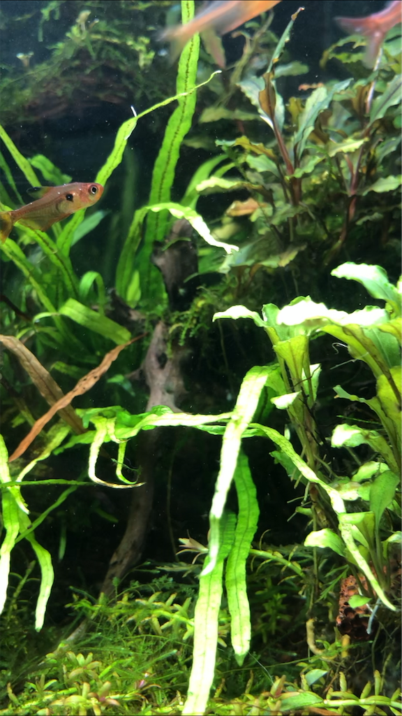 f:id:PUJIMO:20201215230856p:image