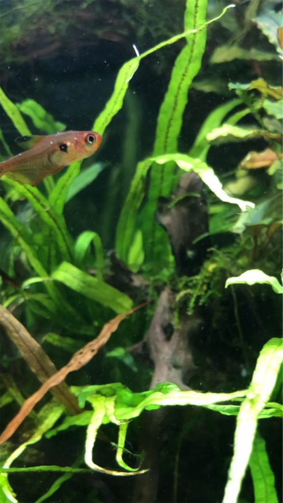 f:id:PUJIMO:20201215230903p:image