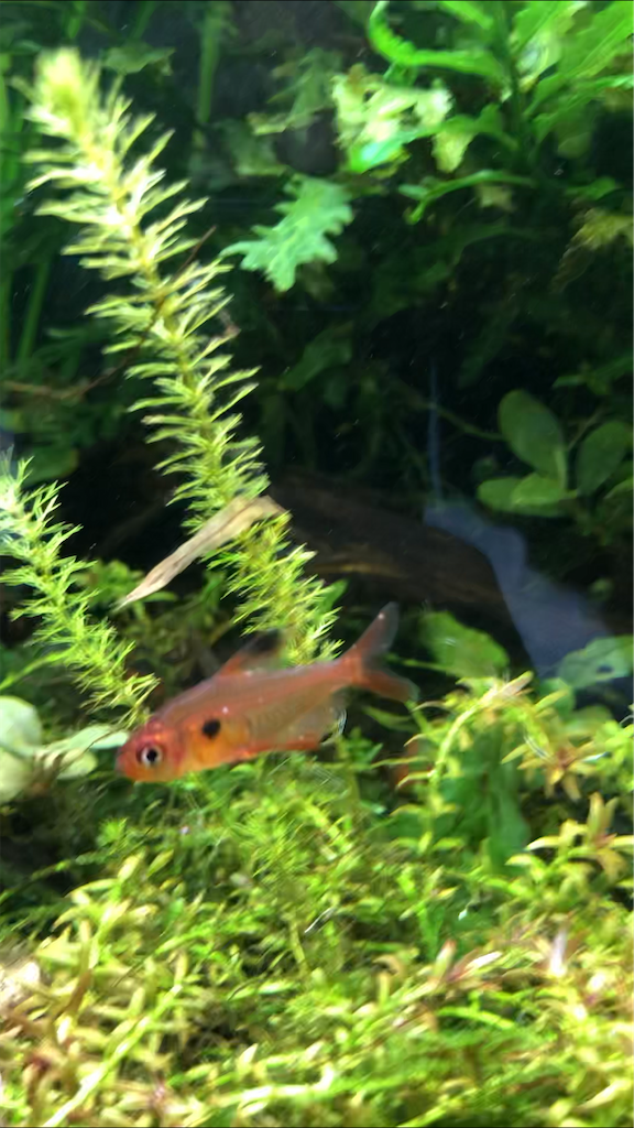 f:id:PUJIMO:20201215230923p:image