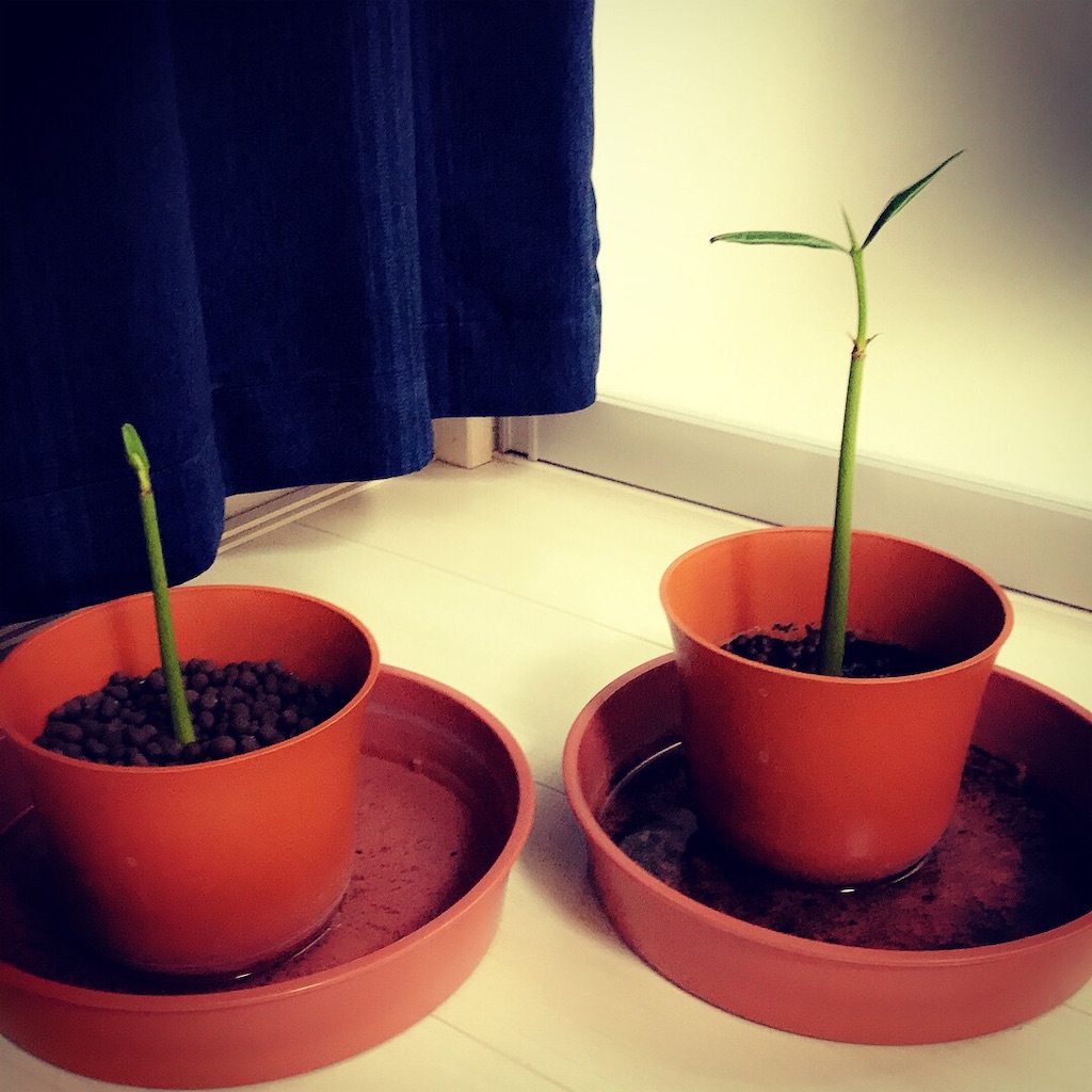 f:id:PUJIMO:20201216191045j:image