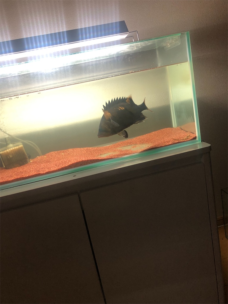 f:id:PUJIMO:20201218233017j:image