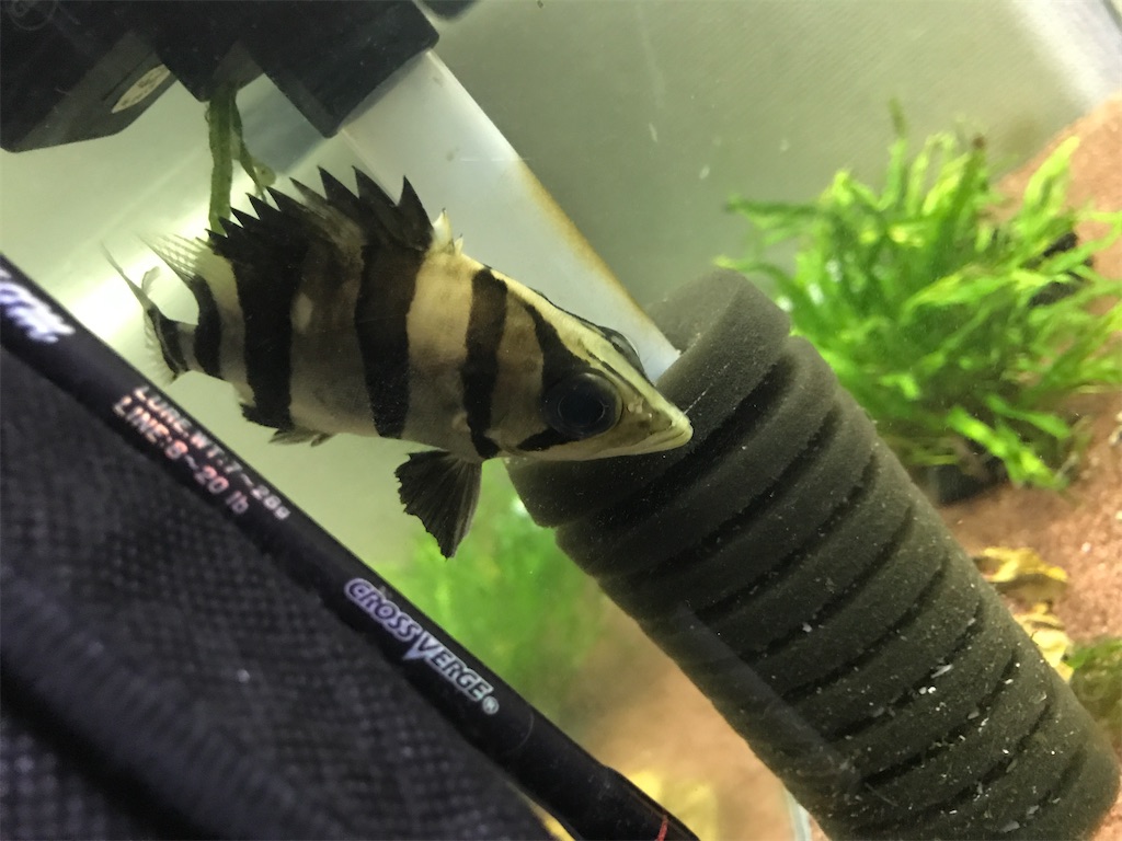 f:id:PUJIMO:20201218233441j:image