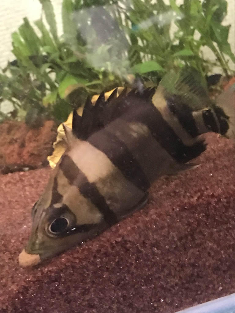 f:id:PUJIMO:20201218233741j:image