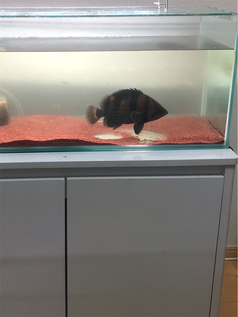 f:id:PUJIMO:20201218234401j:image