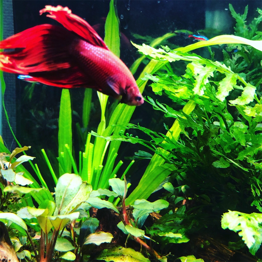 f:id:PUJIMO:20201220001929j:image f:id:PUJIMO:20201220001929j:image