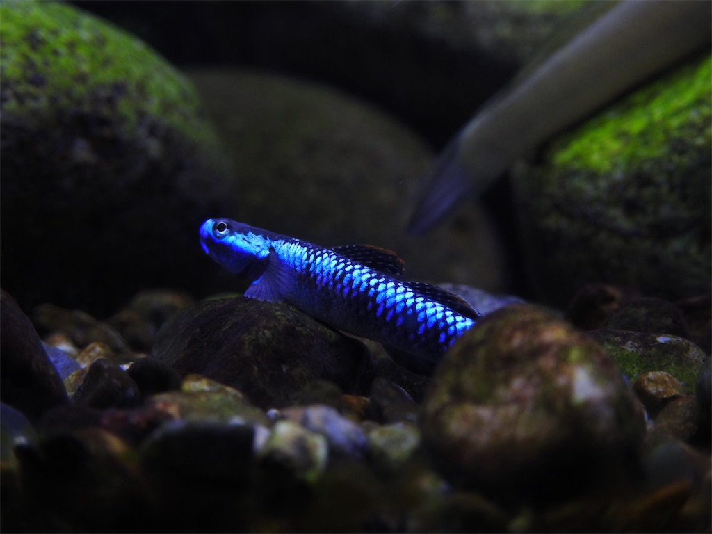 f:id:PUJIMO:20201220155451j:image f:id:PUJIMO:20201220155451j:image