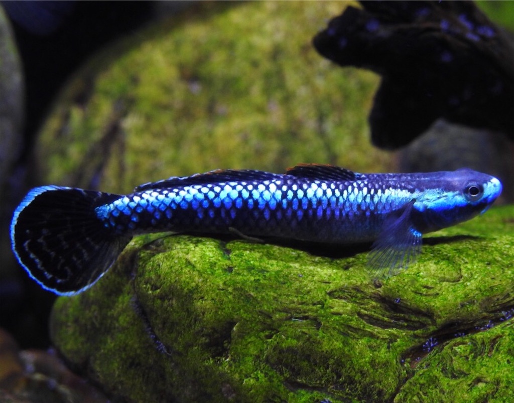 f:id:PUJIMO:20201220160229j:image f:id:PUJIMO:20201220160229j:image