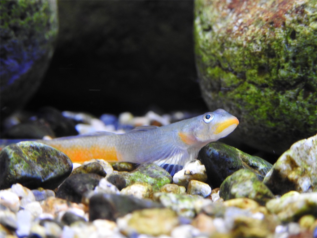 f:id:PUJIMO:20201220202520j:image f:id:PUJIMO:20201220202520j:image