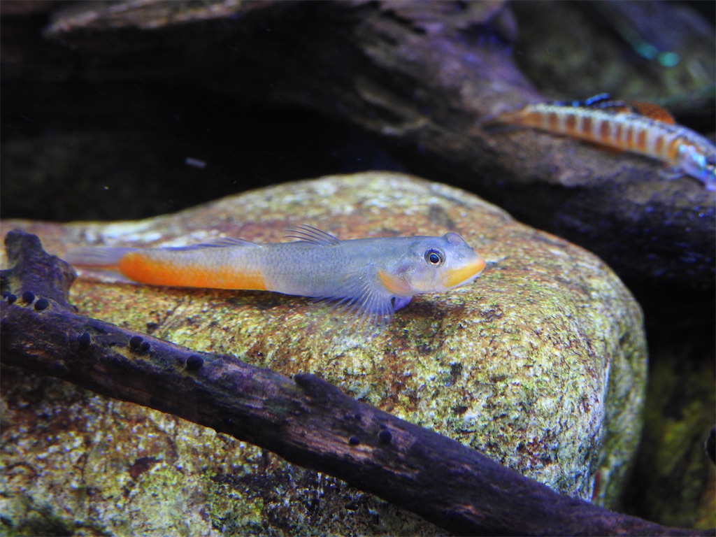 f:id:PUJIMO:20201220202630j:image f:id:PUJIMO:20201220202630j:image