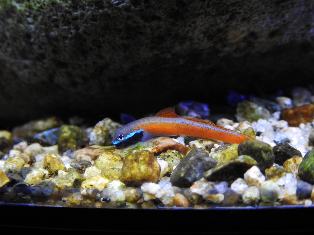 f:id:PUJIMO:20201220202950j:image f:id:PUJIMO:20201220202950j:image