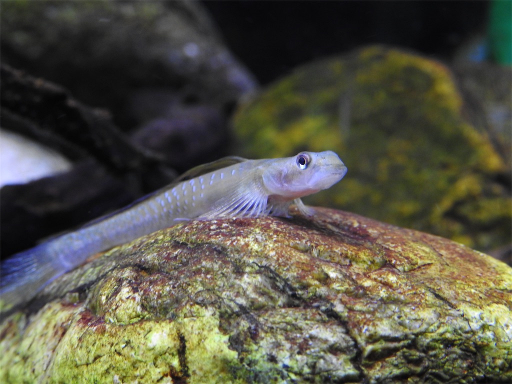 f:id:PUJIMO:20201220203123j:image f:id:PUJIMO:20201220203123j:image