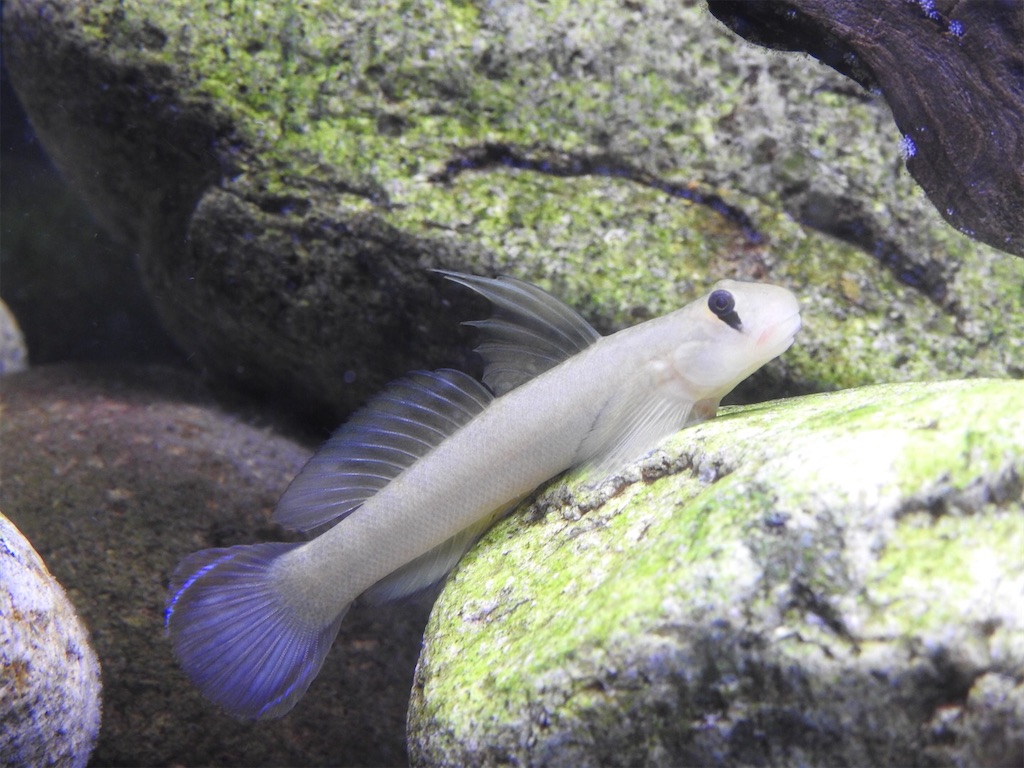 f:id:PUJIMO:20201220204003j:image f:id:PUJIMO:20201220204003j:image