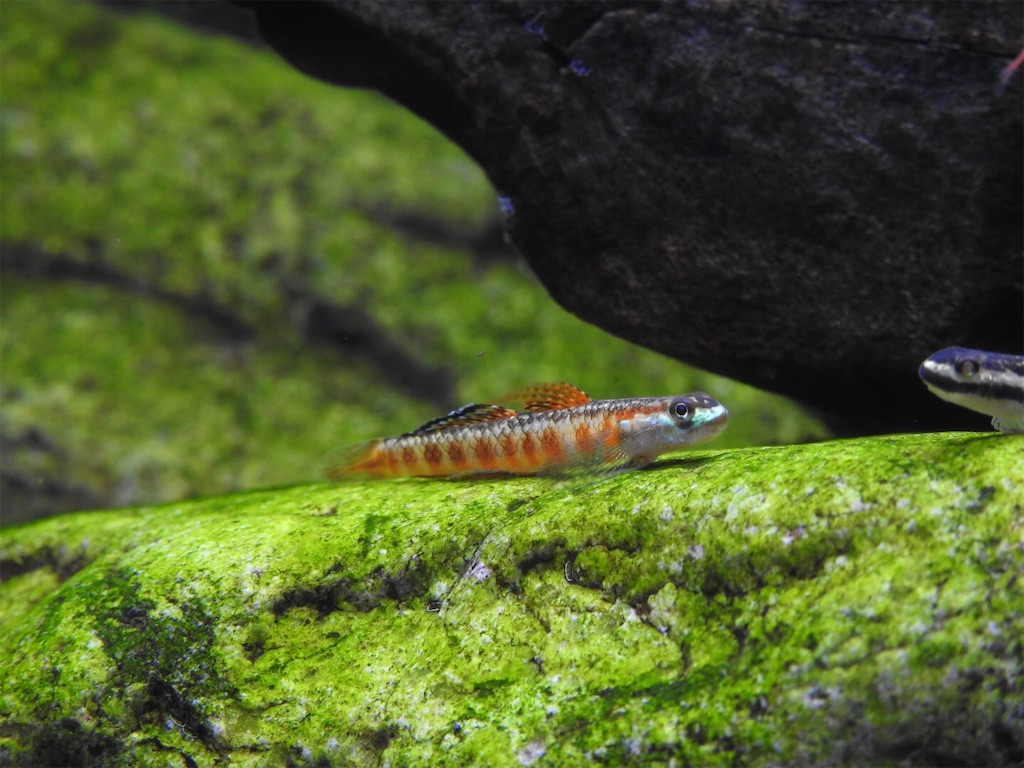 f:id:PUJIMO:20201220204816j:image f:id:PUJIMO:20201220204816j:image