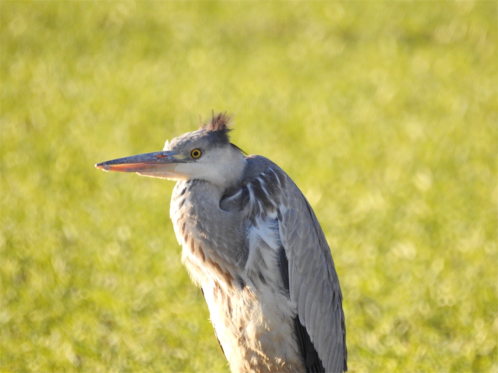 f:id:PUJIMO:20201220210653j:image f:id:PUJIMO:20201220210653j:image