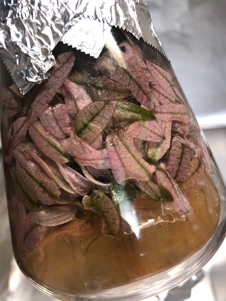 f:id:PUJIMO:20201222010324j:image