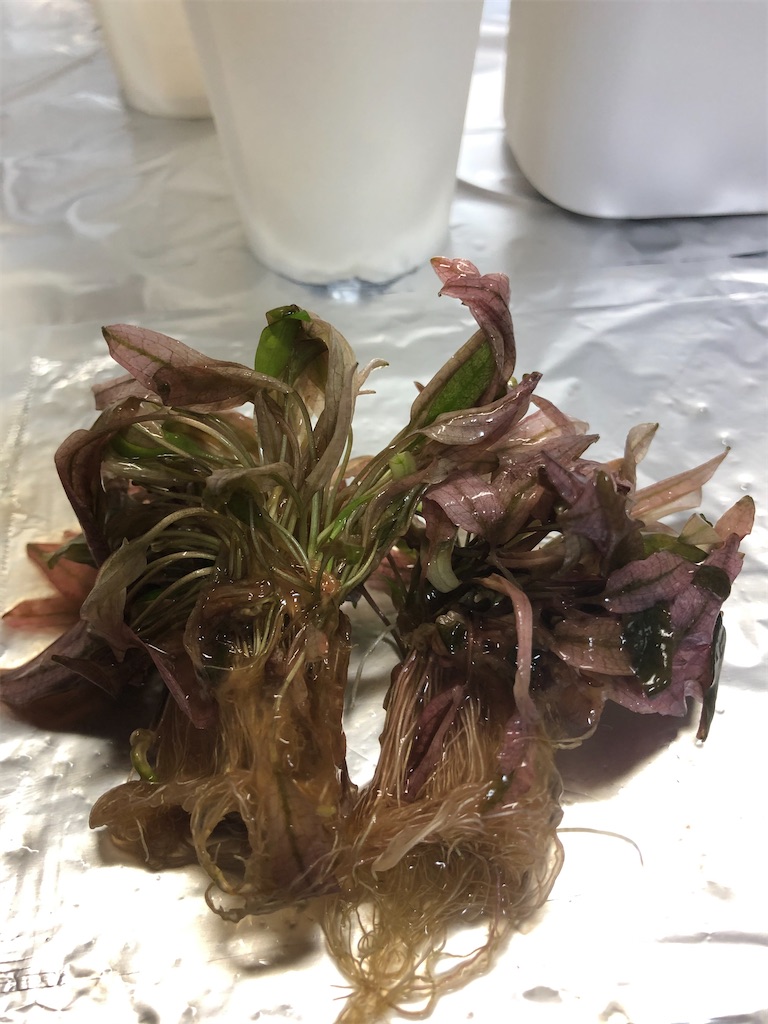 f:id:PUJIMO:20201222011040j:image