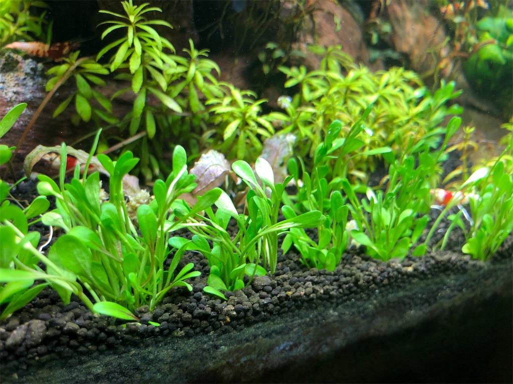 f:id:PUJIMO:20201222215550j:image