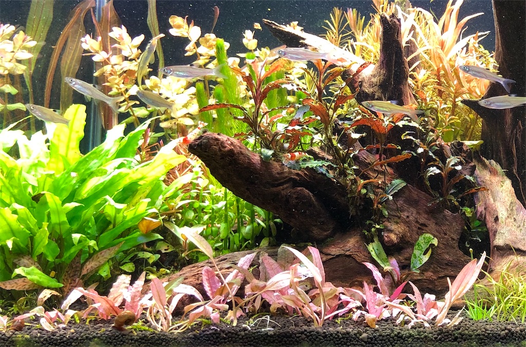 f:id:PUJIMO:20201223001442j:image