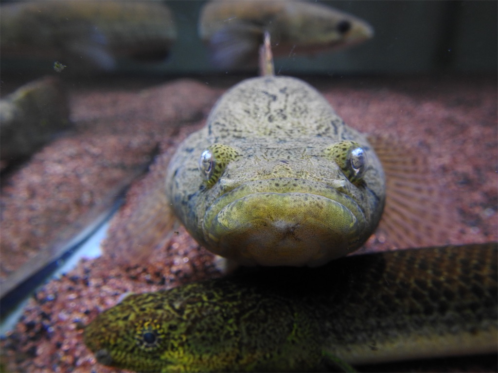 f:id:PUJIMO:20201223190223j:image