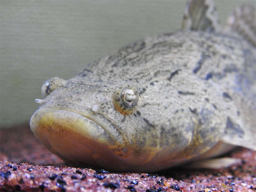 f:id:PUJIMO:20201223191442j:image