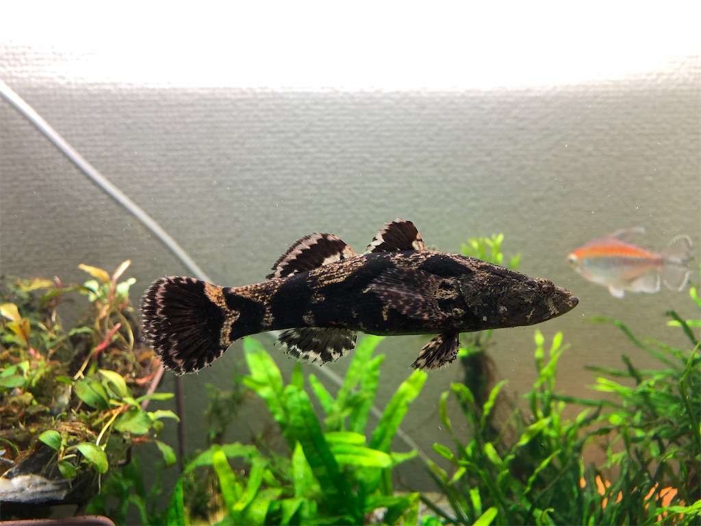 f:id:PUJIMO:20201223191454j:image