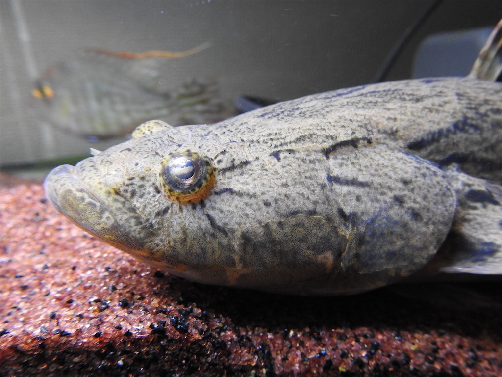 f:id:PUJIMO:20201223191902j:image