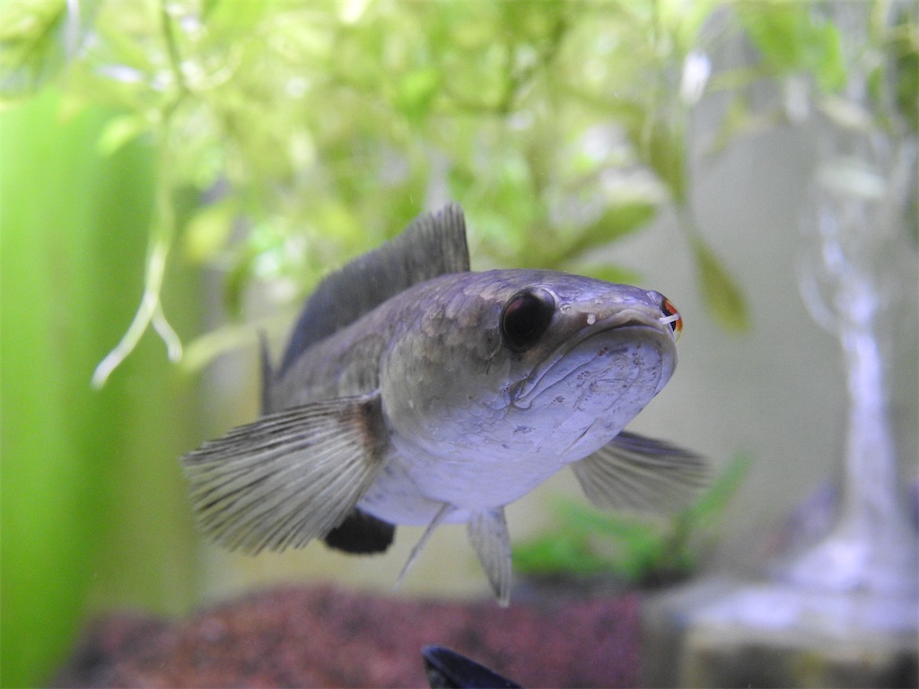 f:id:PUJIMO:20201223192838j:image