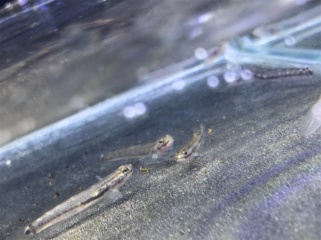 f:id:PUJIMO:20201224234943j:image