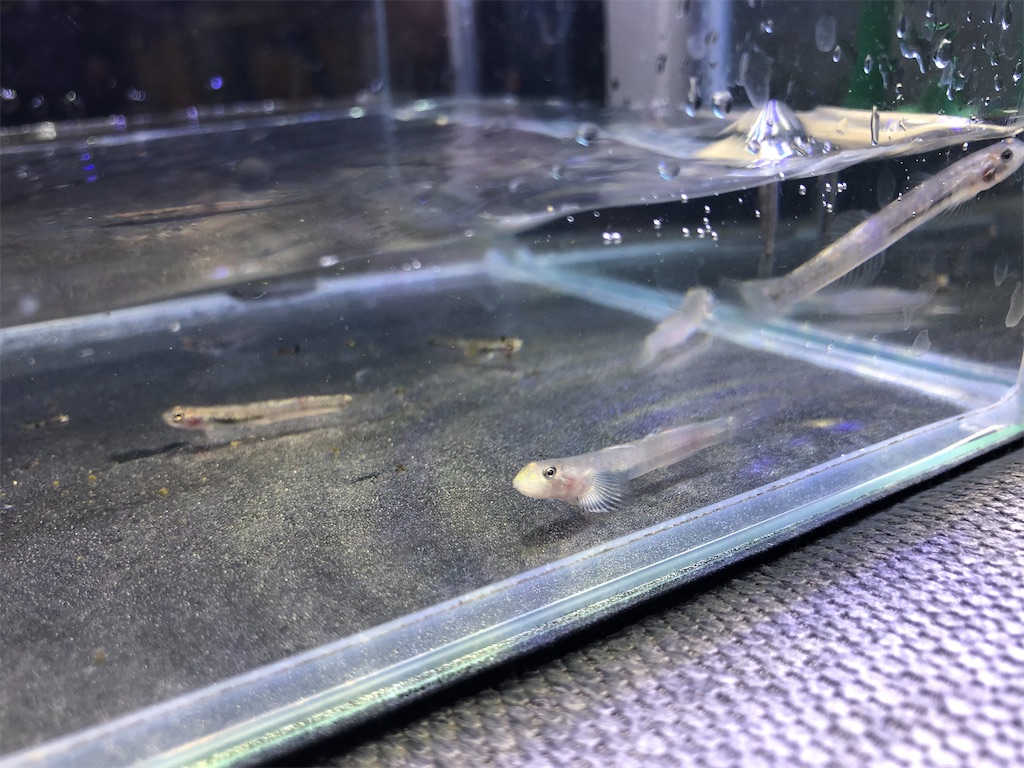 f:id:PUJIMO:20201224235213j:image