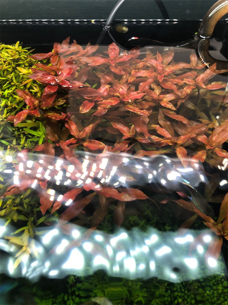 f:id:PUJIMO:20201225004448j:image