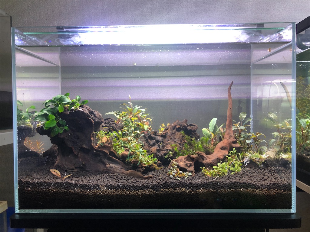 f:id:PUJIMO:20201226233850j:image