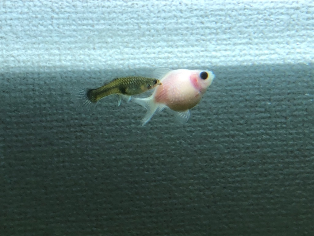 f:id:PUJIMO:20201226234422j:image