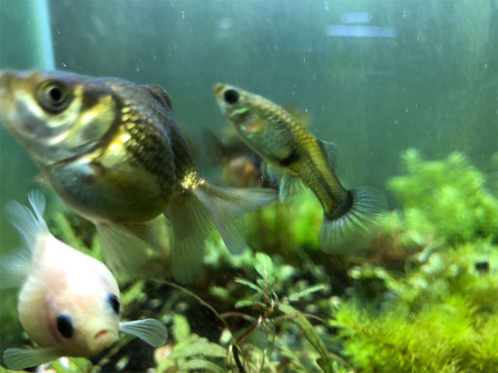 f:id:PUJIMO:20201226234747j:image