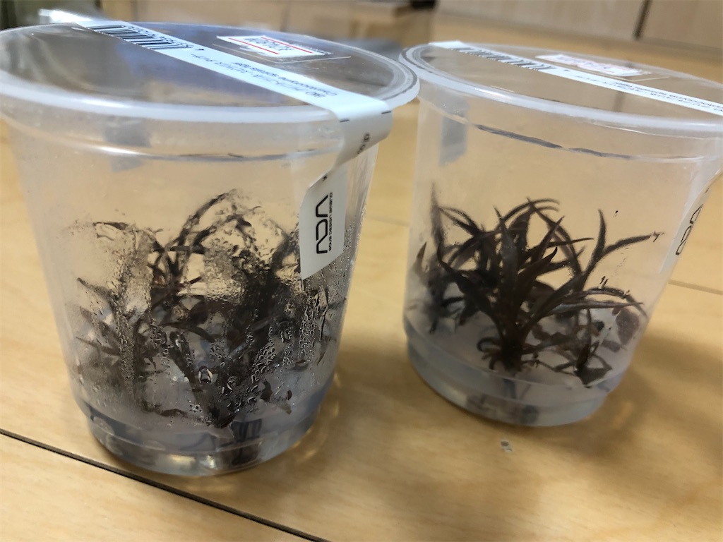 f:id:PUJIMO:20201227182433j:image