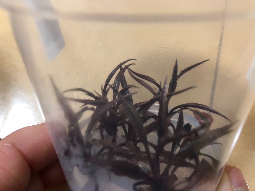 f:id:PUJIMO:20201227183727j:image