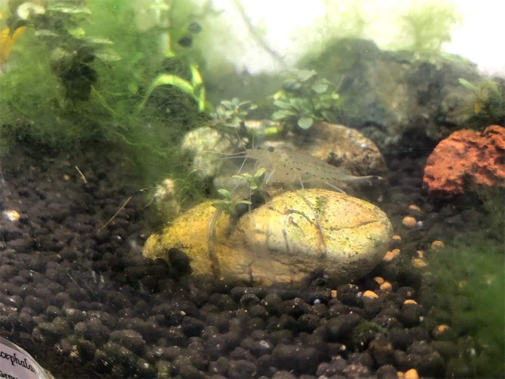 f:id:PUJIMO:20201227232105j:image