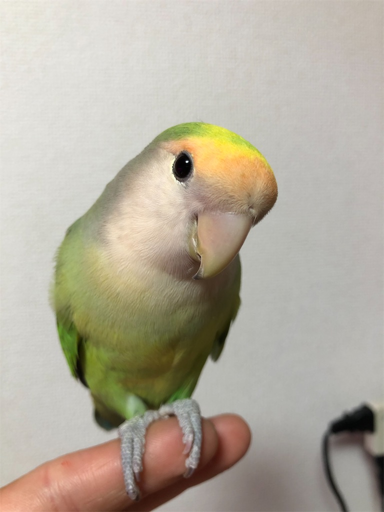 f:id:PUJIMO:20201229185626j:image