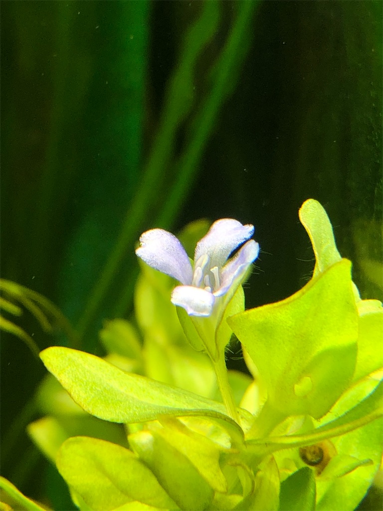 f:id:PUJIMO:20210106203726j:image