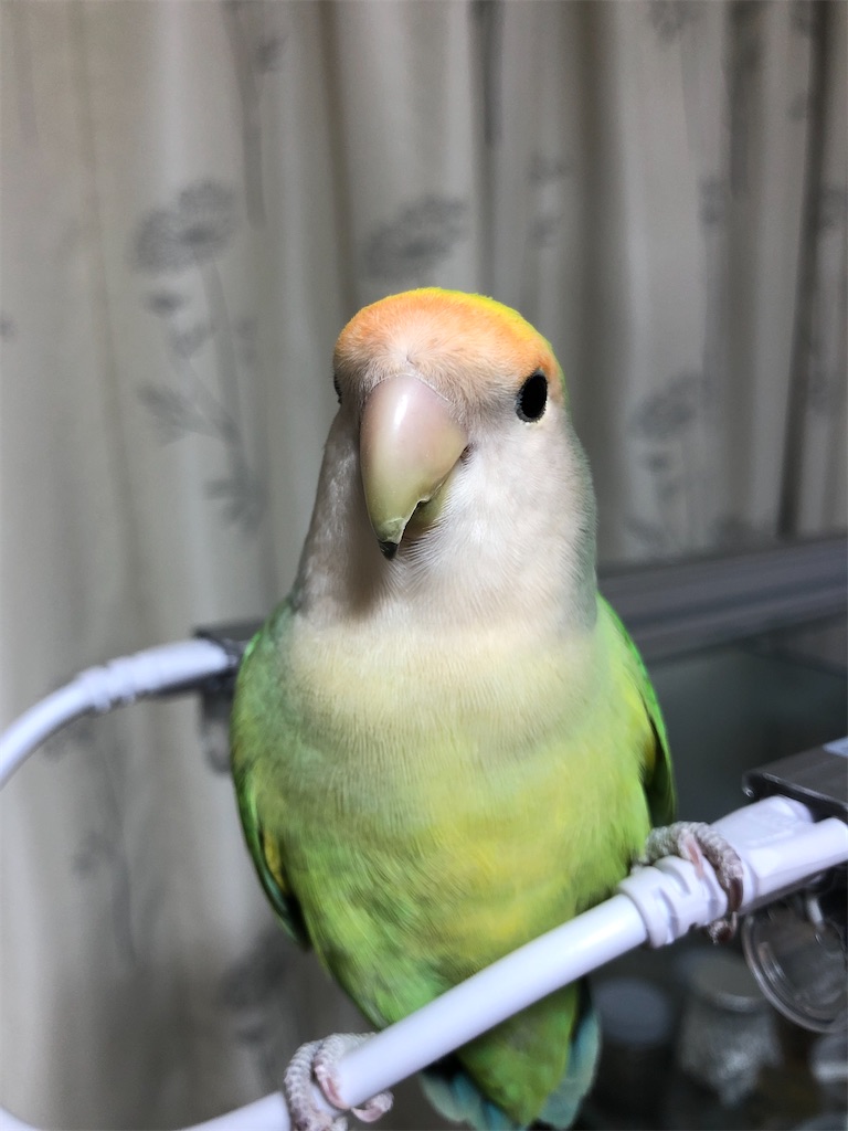 f:id:PUJIMO:20210107230252j:image