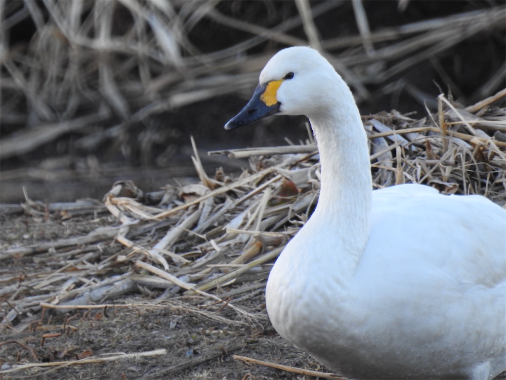 f:id:PUJIMO:20210109224421j:image f:id:PUJIMO:20210109224421j:image