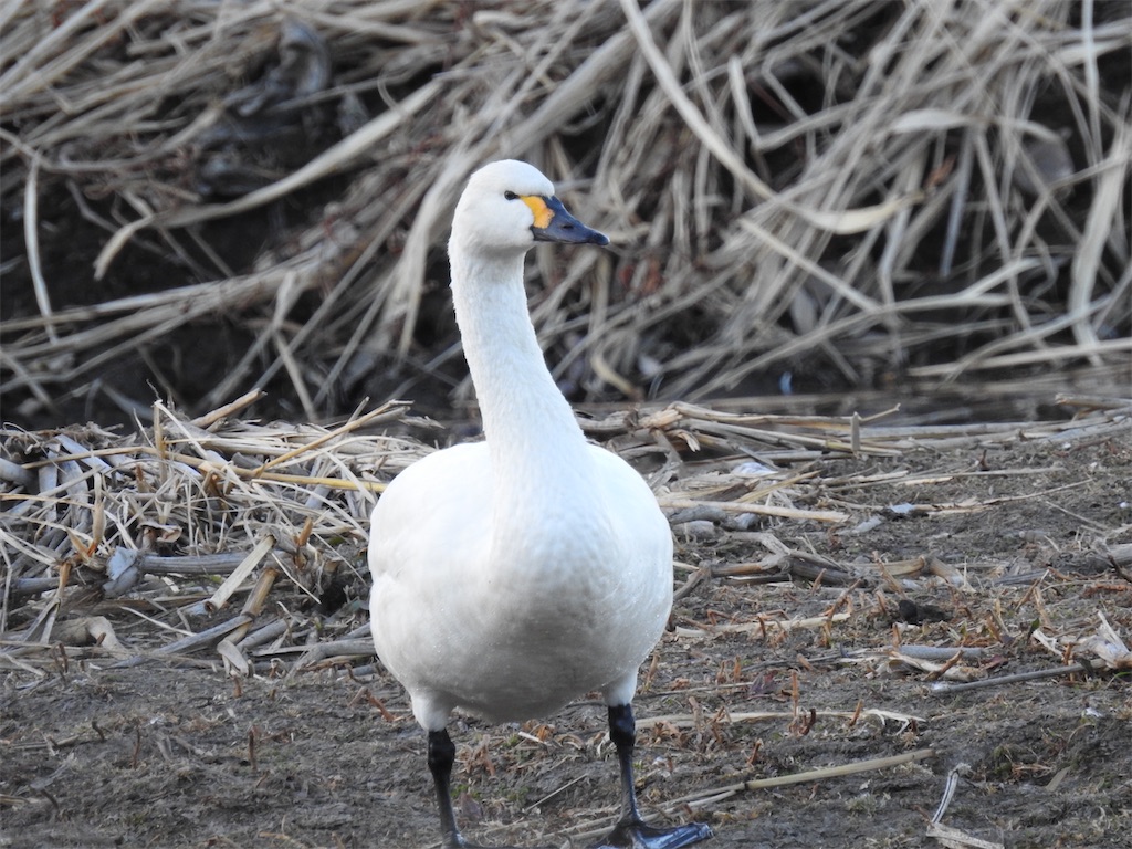 f:id:PUJIMO:20210109224426j:image f:id:PUJIMO:20210109224426j:image