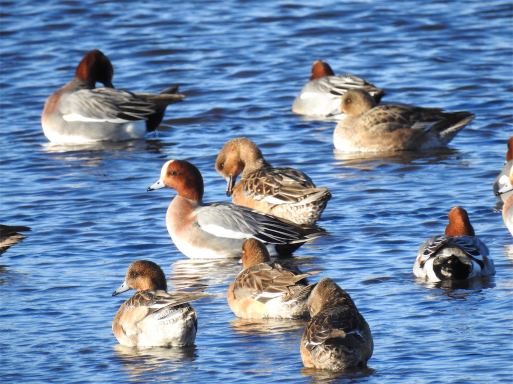 f:id:PUJIMO:20210109224432j:image f:id:PUJIMO:20210109224432j:image