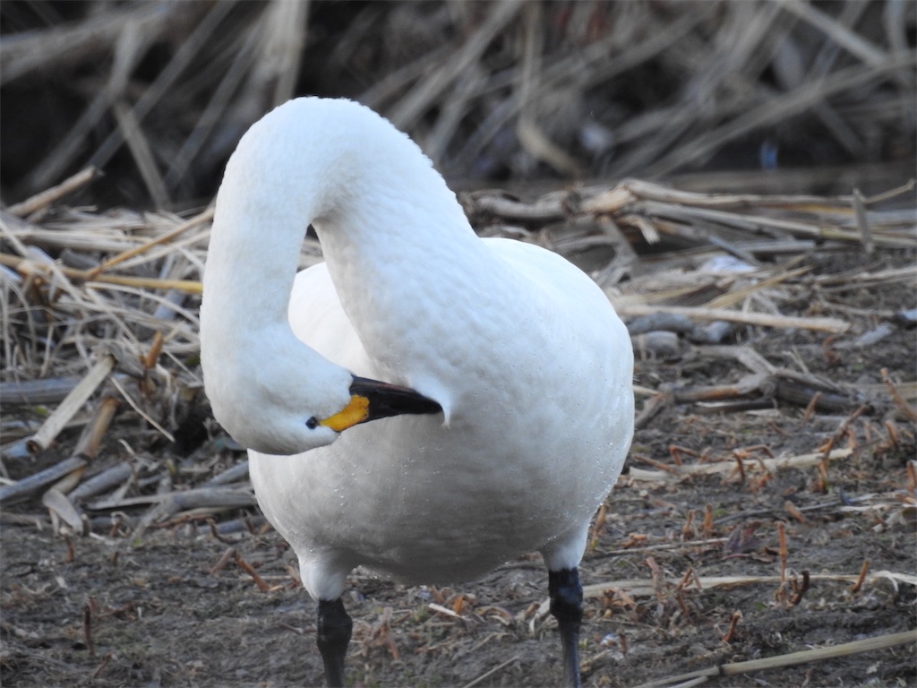 f:id:PUJIMO:20210109224437j:image f:id:PUJIMO:20210109224437j:image