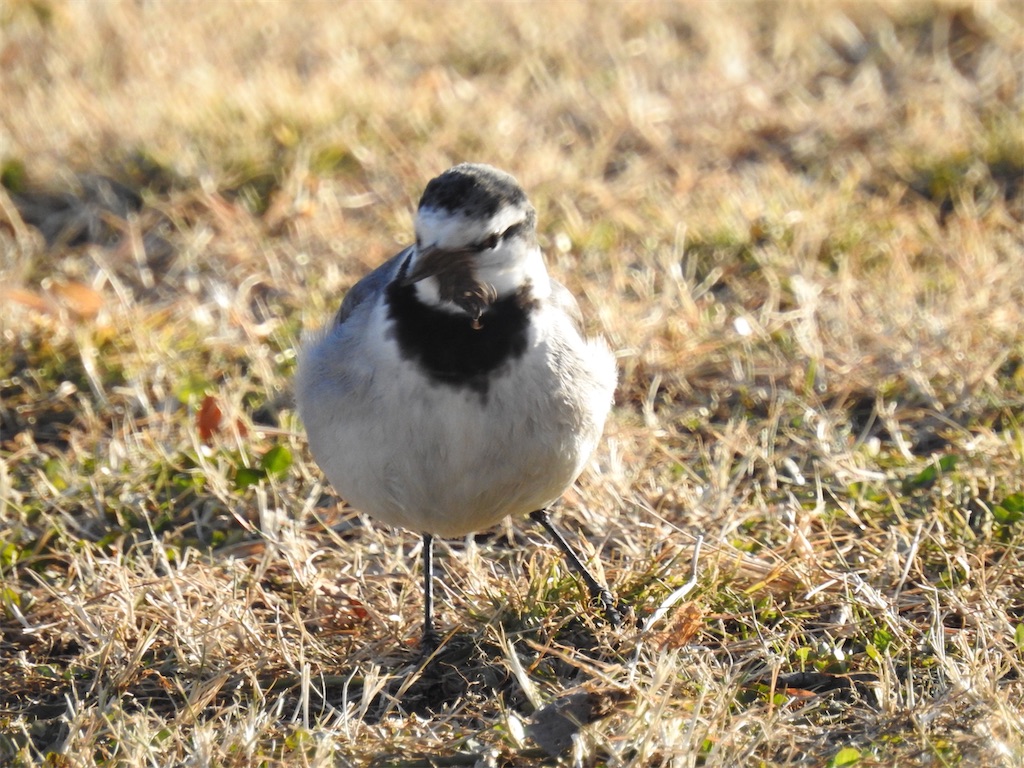 f:id:PUJIMO:20210109224442j:image f:id:PUJIMO:20210109224442j:image