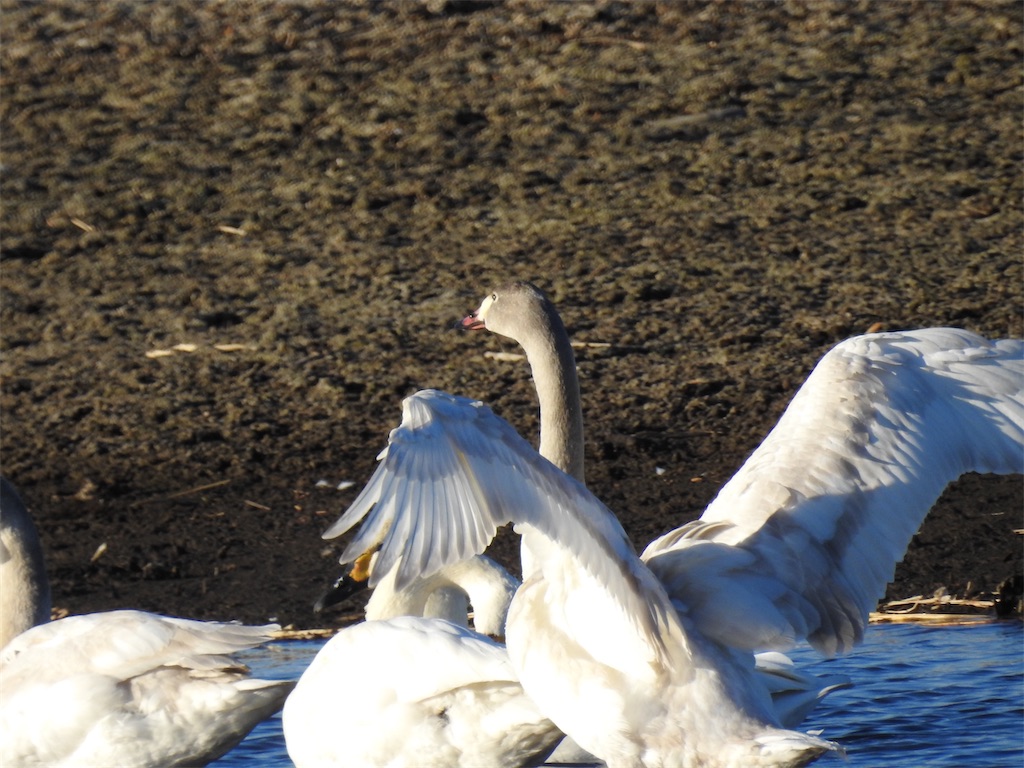 f:id:PUJIMO:20210109224454j:image f:id:PUJIMO:20210109224454j:image