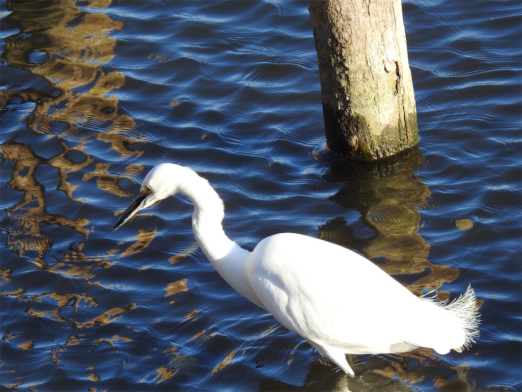 f:id:PUJIMO:20210109224459j:image f:id:PUJIMO:20210109224459j:image