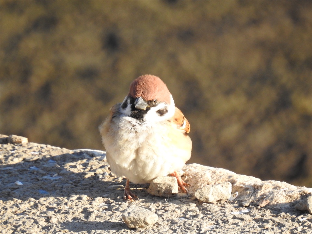 f:id:PUJIMO:20210109224504j:image f:id:PUJIMO:20210109224504j:image