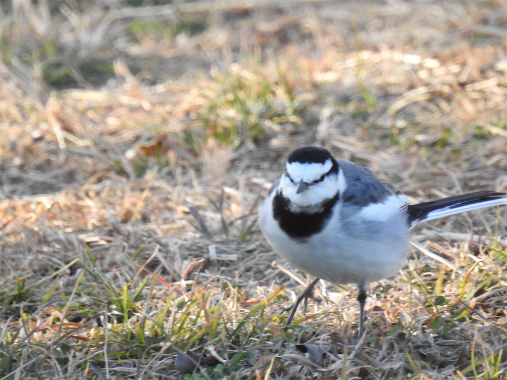 f:id:PUJIMO:20210110001251j:image f:id:PUJIMO:20210110001251j:image