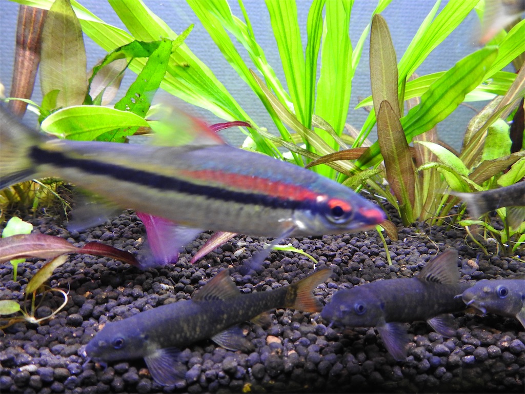 f:id:PUJIMO:20210113232759j:image