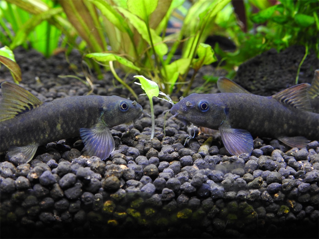 f:id:PUJIMO:20210113232808j:image